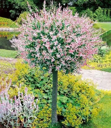 BALDUR Garten Salix-Stämmchen Hakuro Nishiki - Zierstämmchen für Garten und Terrasse, winterhart und pflegeleicht. Ideal für sonnige bis halbschattige Standorte, mit auffälligem Blattwerk und geringer Wuchshöhe.