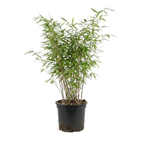 Bloomique - Fargesia nitida Gansu - Bambuspflanze - Nicht invasiv - Winterhart - Immergrün - Heckenpflanze - Gartenpflanze - Höhe 50-70 cm - Topf 17 cm