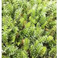 Dunkles Fiederpolster - Leptinella squalida