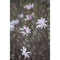 Magnolia soulangiana - Tulpen-Magnolie - Ziergehölz mit großen, tulpenförmigen Blüten in Weiß, Rosa und Purpur. Ideal für eleganten Gartenstil, bienenfreundlich und winterhart.