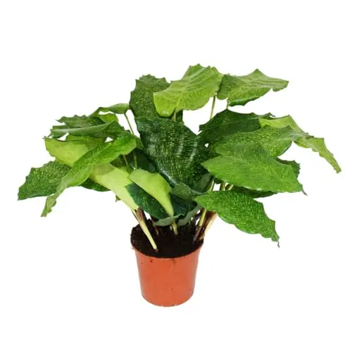 Exotenherz - Schattenpflanze mit ausgefallenem Blattmuster - Calathea musaica"Network" - 14cm Topf - ca. 40cm hoch