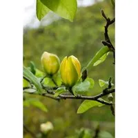 Magnolia 'Green Bee' Magnolie 60-80 cm - Edler Zierstrauch - Die Magnolia ‘Green Bee’ begeistert mit tulpenförmigen Blüten in zartem Cremegelb. Ideal für sonnige bis halbschattige Standorte, bringt sie Eleganz in jeden Garten. Perfekt als Solitär oder in Gruppen.