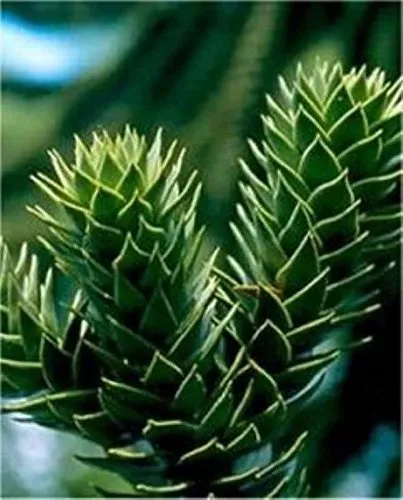 Chilenische Schmucktanne Andentanne 20-25cm - Araucaria araucana - lebende Gartenpflanze aus den Baumschulen