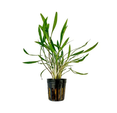 Aquaone Wasserpflanze Aquarium Pflanze Cryptocoryne pink panther Topf Nr.309P