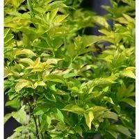 Gelber Holunder 60-80cm - Sambucus canadensis