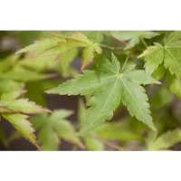 Acer palmatum 'Sangokaku' - Japanischer Ahorn, korallenrot - Blumen & Stauden, auffällige Pflanze mit leuchtend roten Trieben und spektakulärer Herbstfärbung, ideal für Garten oder Terrasse.