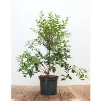 Osmanthus burkwoodii 30-40 cm - Immergrüner Duftstrauch - Duftende weiße Blüten ziehen Bienen und Schmetterlinge an. Ideal für Hecken und Sichtschutz, pflegeleicht und winterhart bis -20 °C – perfekt für Anfänger.