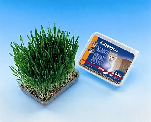 Nobby 71900 Katzengras