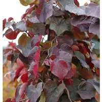 Hochstamm Kanadischer Judasbaum Merlot 100-125cm - Sträucher mit weinroten Blättern und dunkelrosa Blüten, winterhart und ideal für sonnige bis halbschattige Standorte.