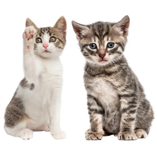 Katzen-Baby Fensterbild Set I Neugier I Fenster-Aufkleber I statisch haftend