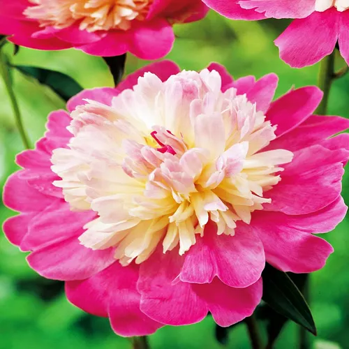 Päonie Paeonia Pfingstrose Blumen Rhizom Staude winterhart Päonie Gay Paree 1 St