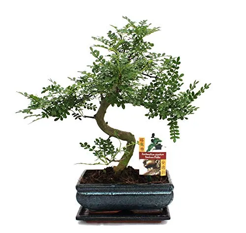 Exotenherz Bonsai Szechuan-Pfeffer - Zanthoxylum piperitum, ca. 10 Jahre - Zimmerpflanze mit einzigartigem Duft nach Citrus und Pfeffer, ideal für Fensterbänke. Handgearbeitetes Unikat, bringt asiatisches Flair in Ihr Zuhause.