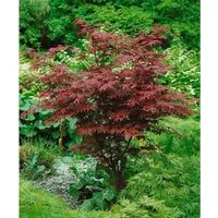 Acer palmatum 'Atropurpureum' - Japanischer Ahorn, rotlaubig, 80–100 cm - Blumen & Stauden – Der Japanische Ahorn begeistert mit tiefroten Blättern und ist ideal für Gärten oder Kübel. Bis -15 °C winterhart und pflegeleicht!