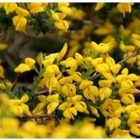Englischer Ginster 30-40cm - Genista anglica