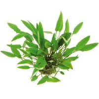 Dennerle Plants Aquariumpflanze Cryptocoryne Affinis