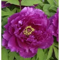 Strauchpfingstrose Hana Daijin - Paeonia suffruticosa - Stauden mit großen, dunkelroten, halbgefüllten Blüten und süßem Duft, ideal für sonnige Gärten. Diese winterharte Pflanze bringt Farbe und Geschichte in Ihren Garten.