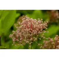 Ceanothus Pallidus Marie Simon Säckelblume Rosa 40–60 cm