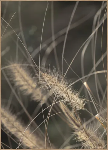 Posterboard MELLOW GRASSES 2 BH 50x70 cm bunt