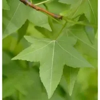 Amerikanischer Amberbaum 125-150cm - Liquidambar styraciflua