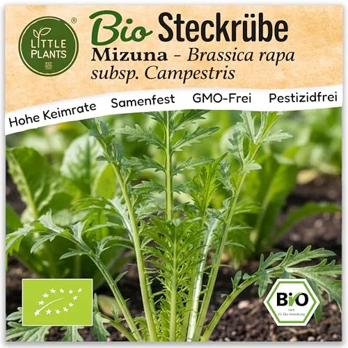 Little Plants BIO Senfkohl Samen 300 Senfkohlsamen Mizuna Gemüsesamen Gemüsesaatgut Samenfest für Gemüsegarten, Hochbeet, Küche, Balkon und Garten