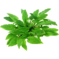 Dennerle Plants Aquariumpflanze Cryptocoryne Wendtii Broad Leaf In-Vitro