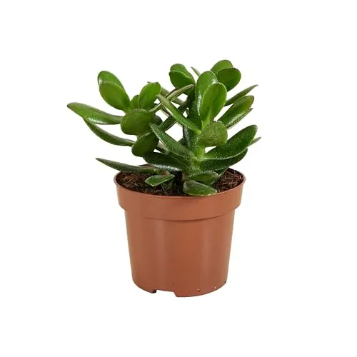 Bloomique Crassula Ovata - Pflegeleichter Geldbaum - Sukkulente 15-20 cm - Die Crassula Ovata, auch bekannt als Geldbaum, ist eine pflegeleichte Sukkulente. Mit kompaktem Wachstum und glänzenden Blättern bringt sie frisches Grün in Ihr Zuhause und ist ideal für Anfänger.