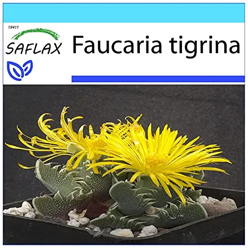 SAFLAX - Geschenk Set - Kakteen - Echter Tigerrachen - 40 Samen - Mit Geschenk- / Versandbox, Versandaufkleber, Geschenkkarte und Anzuchtsubstrat - Faucaria tigrina