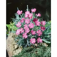 Dianthus Gratianop. Eydangeri Pfingstnelke Ca. 9x9 cm Topf