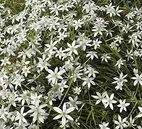 Dolden Milchstern - Ornithogalum umbellatum - lebende Gartenpflanze aus den Baumschulen