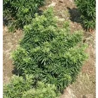 Zwerg Eibe Fips 15-20cm - Taxus baccata - Sträucher, winterhart und schnittverträglich, ideal für kleine Gärten mit sonnigen oder halbschattigen Standorten.