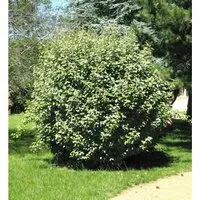 Wintergrüne Ölweide Compacta 100-125cm - Elaeagnus ebbingei - Heckenpflanze mit ganzjährig grünem Laub, ideal für Sichtschutz und Windschutz im Garten, blüht im Herbst und zieht Bienen an.