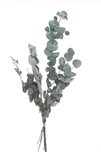 VBS Eukalyptus Cinerea Getrocknete Pflanzen 50g Naturmaterial Dekoration Trockenblumen Sträuße Basteln Floristik