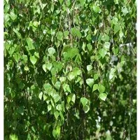 Hochstamm Trauer-Birke Youngii 60-80cm - Betula pendula