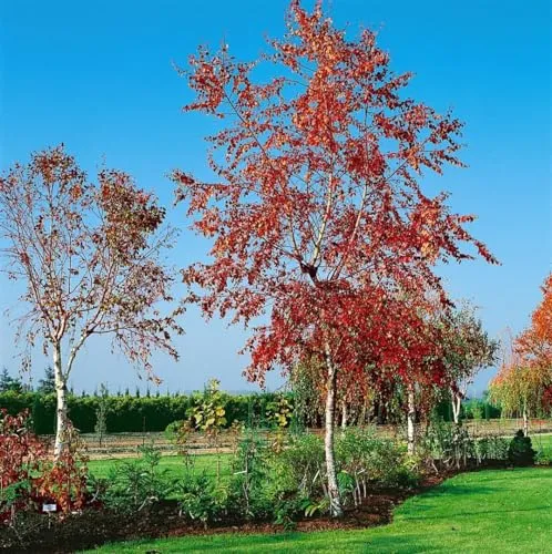 Betula pendula 'Royal Frost' 30–40 cm – Winterhart, Mehrjährig, Pflegeleicht – Hängebirke – Zierbaum für Garten & Vorgarten