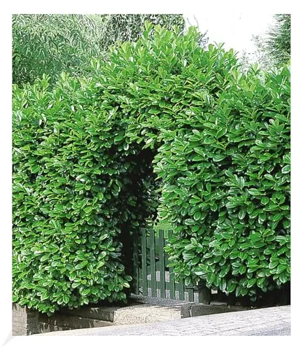 BALDUR Garten Kirschlorbeer Hecke - 10 Pflanzen Prunus laurocerasus - Samen & Pflanzen von Hecken & Sträuchern, immergrün und winterhart für einen blickdichten Sichtschutz, pflegeleicht und mehrjährig.