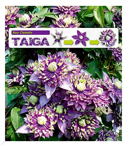 Clematis Taiga® - BALDUR Garten Pflanzen - Kletterpflanze für Beet & Kübel, blüht von Juli bis Oktober, mehrjährig und winterhart bis -15 °C, pflegeleicht und ideal für sonnige bis halbschattige Standorte.