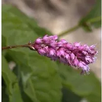Kerzenknöterich - Persicaria amplexicaulis