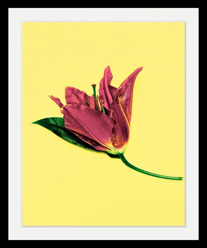 queence Bild Blume, Blumen, Blumenbilder, Kunst, Pflanzen, HD Premium Poster-Druck inkl. Holzrahmen