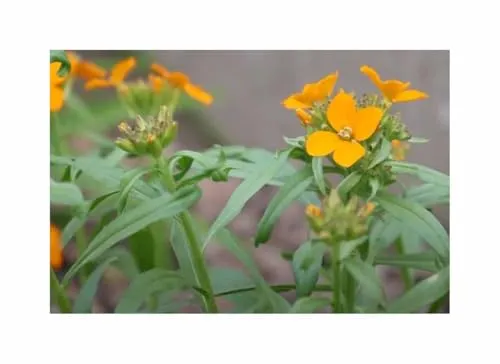 Goldlack Schöterich Garten Pflanzen - Samen F-S534 - Seeds & Plants Shop by Ipsa 1 g