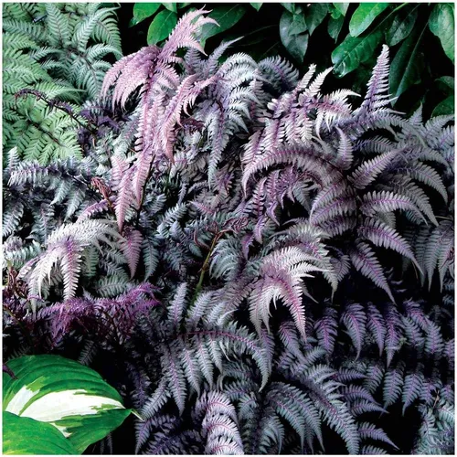 Stauden Gänge 1 x Athyrium niponicum 'Burgundy Lace' im 1 Liter Topf - Japanischer Regenbogenfarn - Farbenspiel aus Burgunderrot und Silber