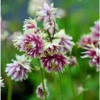 Akelei Nora Barlow - Aquilegia vulgaris