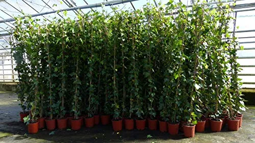 Grünwaren Jakubik Efeu Pflanze 4 Stück - Winterhart und Blickdicht - Samen & Pflanzen von Hecken & Sträuchern: 4 Premium Efeu Pflanzen (Hedera helix) in Pyramidenform, 180-200 cm hoch, ideal für Sichtschutz und als Kletterpflanze.