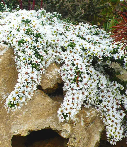 BALDUR-Garten Winterharter Bodendecker Steinaster 'Snowflurry', 1 Pflanze, Aster ericoides, winterharte Staude, trockenresistent, mehrjährig, bienenfreundlich, blühend