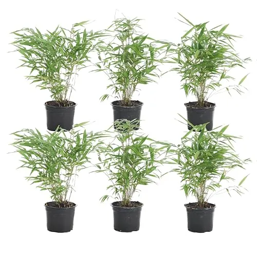 Bloomique - 6er Set Fargesia Rufa - Winterharter Bambus für Garten und Balkon - Fargesia Rufa: Winterhart und nicht invasiv, perfekt für Ihren Garten oder Balkon. Pflegeleicht und kompakt, bringt er Eleganz in jeden Außenbereich. Lieferung in spezieller Verpackung für sicheren Transport.