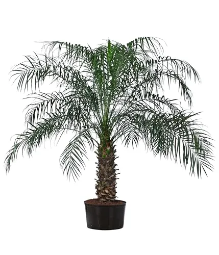 Dehner Zwergdattelpalme in Hydrokultur, ca. 120 cm - Imposante Zimmerpalme für sonnige bis halbschattige Standorte. Pflegeleicht in Hydrokultur, mit attraktivem Stamm. Topfgröße: Ø 32 cm. Ideal für ein grünes Ambiente.