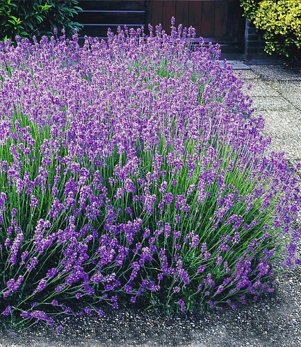 BALDUR Garten Winterharte Stauden Lavendel-Hecke 'Blau' - Blumensamen & -pflanzen, Echter mehrjähriger Lavendel, trockenresistent und bienenfreundlich, ideal für sonnige bis halbschattige Standorte.
