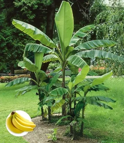 BALDUR Garten Winterharte Banane 'grün', Faserbanane Musa basjoo im 12 cm-Topf - Winterharte Bananenpflanze im 12 cm-Topf, ideal für Garten und Terrasse. Geringer Pflegeaufwand und beeindruckende Wuchshöhe von bis zu 300 cm.