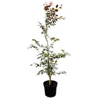 Fagus sylvatica 'Purpurea' - Blutbuche mit purpurrotem Laub - Die Blutbuche 'Purpurea' ist ein eindrucksvoller Zierbaum mit auffälligem, purpurrotem Laub. Ideal für besondere Gartenakzente und als pflegeleichte Heckenpflanze geeignet.