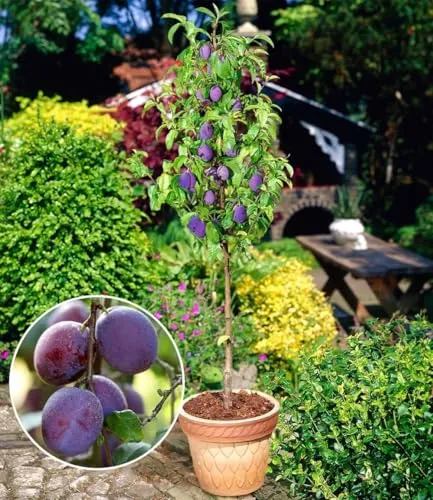 BALDUR Garten Säulen-Pflaume 'Black Amber' - Platzsparender Obstbaum für kleine Gärten - Wurzelballierte Pflanze, ca. 50-60 cm hoch. Ideal für Balkon oder Terrasse. Geringer Pflegeaufwand und winterhart. Perfekt für frische Früchte auf kleinem Raum.