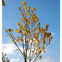 Amur-Kirsche Amber Beauty 80-100cm - Prunus maackii